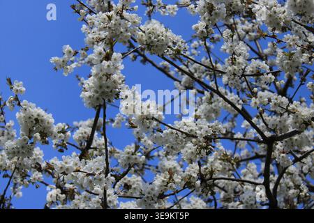 Branches filled with white flowers reach out against a bright blue sky during the spring season. This scene shows nature's beauty and growth in bloom. Stock Photo