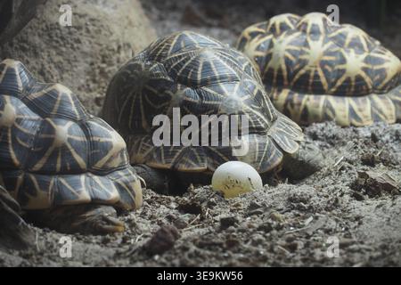 Turtles laying eggs in a natural setting Stock Photo