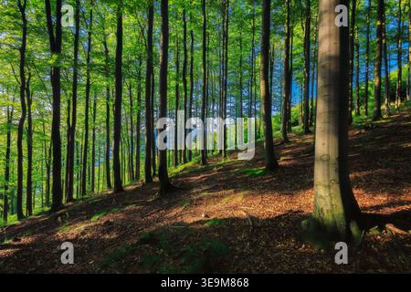 A sunlit forest growing on a hillside, with tall, straight trees casting long shadows across the leaf-covered ground. Stock Photo