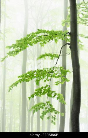 A solitary tree with branches emerges from the dense fog among surrounding trunks. Stock Photo