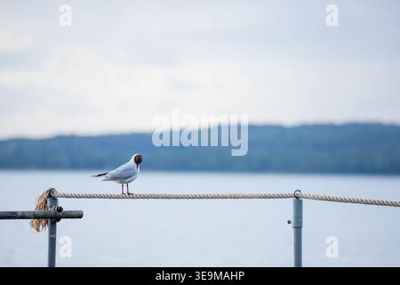 black headed seagull siting alone on rope on wooden bathing bridge cleaning feathers overlooking the ocena Stock Photo
