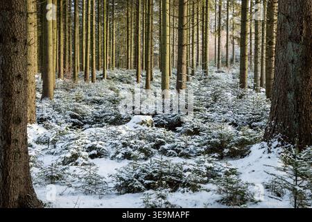 small pine trees covered in snow amoung large tree trunks, danish winter landscape Stock Photo