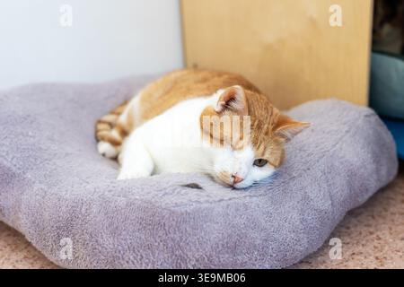 Ginger cat sleeping on soft bed curled on plush cushion, orange and white tabby in deep slumber, warm sunlight accents Stock Photo