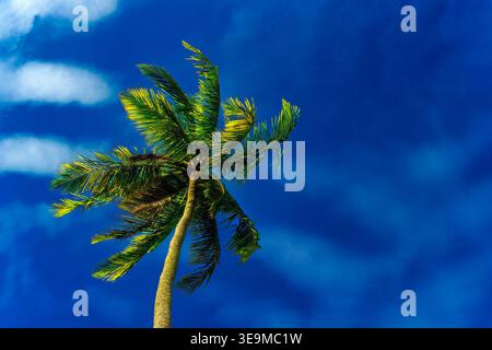 Palm tree with sky in the background on a sunny day Stock Photo