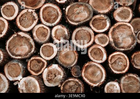 Stack of cut tree logs showing circular rings and natural wood texture. Background Stock Photo