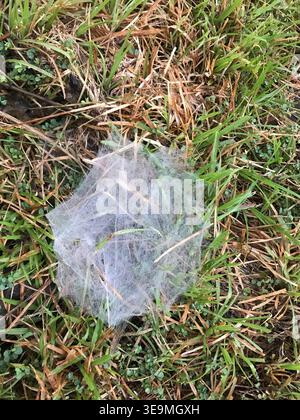 A dense, funnel-shaped spider web woven low among green grass, its fine white silk threads catching the light in a natural meadow setting Stock Photo