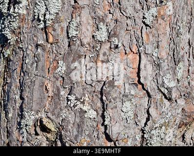 Scots Pine Bark Texture (Pinus sylvestris) with Lichen Close-Up Background Stock Photo