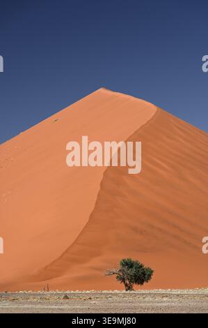 Sand dune and tree in Sossusvlei, Namib-Naukluft National Park, Namibia Stock Photo