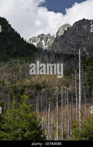 Dead spruce trees in mountain forest in the Tatra Mountains, Slovakia Stock Photo