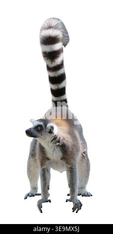 The ring-tailed lemur (catta) isolated on white background Stock Photo