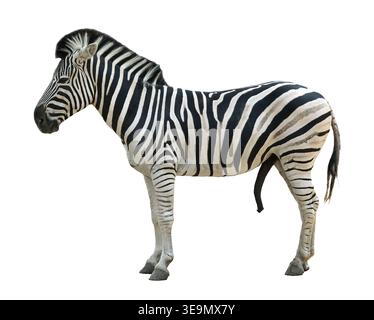 Zebra isolated on white background, side view full body Stock Photo