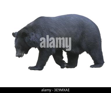Asian black bear (Moon bear) standing isolated on a white background Stock Photo