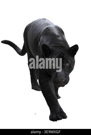 Powerful black panther stalking forward, front view, isolated on white background Stock Photo