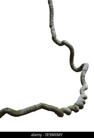 Green ivy vine plant climbing  isolated on white background Stock Photo
