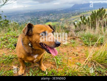 Small brown dog, Dachshund terrier cross mixed breed in nature Stock Photo