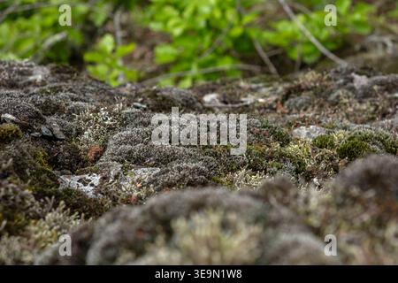 Close-up of thick moss and lichen growing on a rocky surface Stock Photo