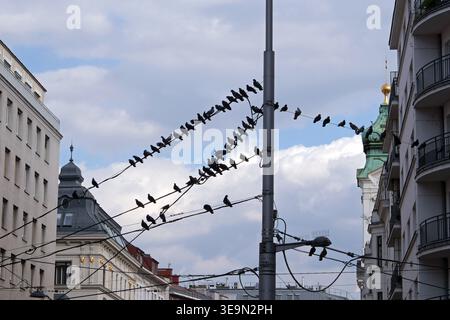 Pigeons lining up on a telegraph wire on Landstraßer Hauptstraße Vienna Austria Stock Photo