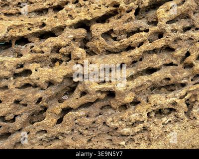 Macro Texture of Coquina Shell Rock Surface Stock Photo