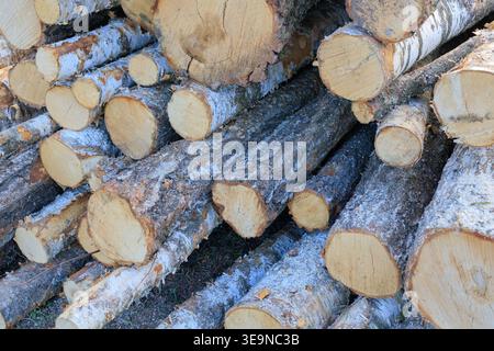 Abstract pattern of freshly sawn birch logs stacked in a large pile. Close-up view of round wooden timber ends with distinct bark textures. Natural ti Stock Photo