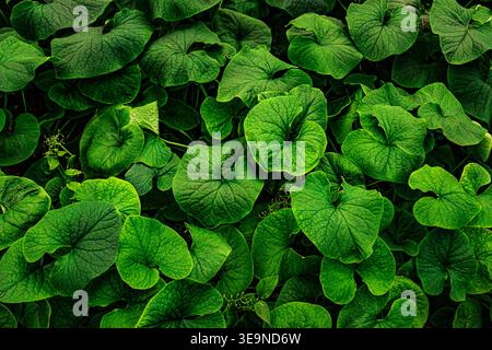 Background with bright, saturated green leaves, abstract background Stock Photo