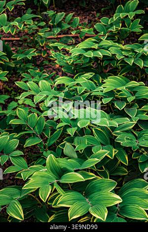 Background with bright, saturated green leaves, abstract background Stock Photo