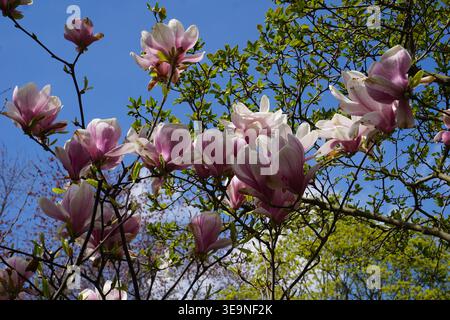 Magnolia sprengeri flowers blossom in beautiful pink and white on a Sprenger's magnolia tree on a sunny day in spring. Stock Photo