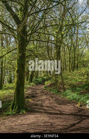 Forest path winding through moss-covered trees at Golitha Falls Cornwall woodland Stock Photo