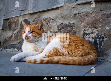Orange and white cat resting near stone wall. Cat has calm expression, lying on pavement. Fur pattern shows tabby markings Stock Photo