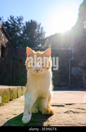 Orange tabby kitten sitting outdoors in bright sunlight. Sunlight creates lens flare behind the kitten. Kitten has white paws and fur with orange patc Stock Photo