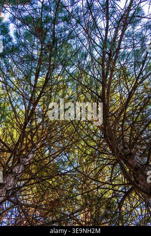Looking up through dense pine branches toward blue sky. Sunlight filters through green and yellow leaves. Tree trunks form natural patterns against sk Stock Photo