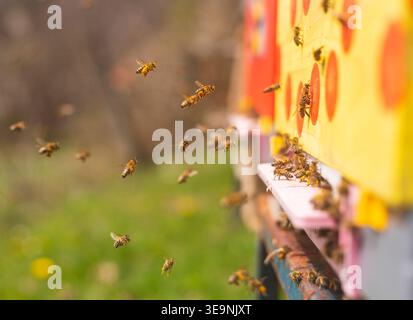 Bees fly in and out of a colorful hive in a green field. The scene shows bees busy at work collecting pollen on a sunny spring day. Their movement ind Stock Photo