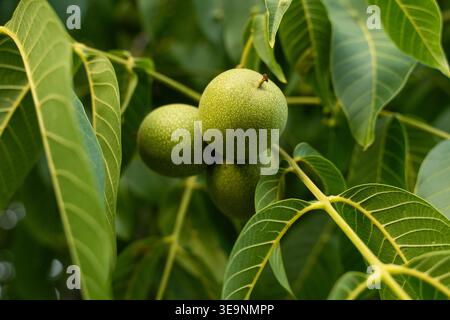 Green walnuts growing on a tree branch, showing vibrant foliage and ripening fruit in an orchard Stock Photo