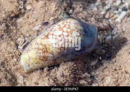 Feathered cone shell (Conus pennaceus) on intertidal sand, Gulf of Suez, Zafarana, Egypt Stock Photo