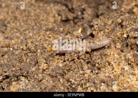 Earthworm (order Opisthopora) on garden soil surface, Cairo, Egypt Stock Photo