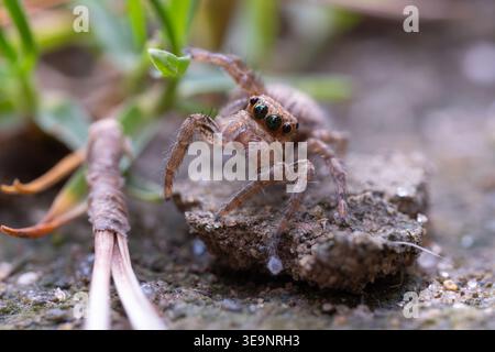 Pantropical Jumping Spider (Plexippus paykulli) facing camera on stone, Cairo garden, Egypt. Salticids have exceptional forward-facing vision. Stock Photo