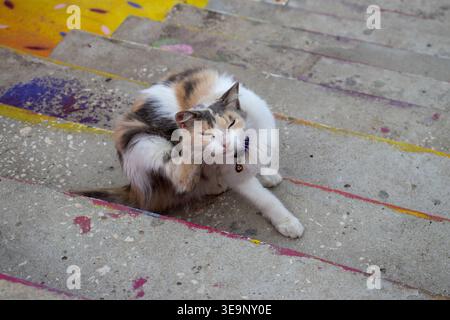 A cat is licking itself on a set of stairs. The cat is white and brown. The stairs are colorful like yellow, purple, violet, red, grey, green, orange, Stock Photo