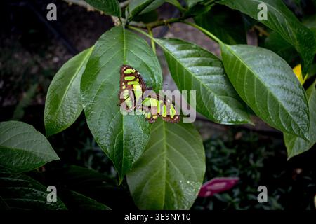 A green and brown butterfly is sitting on a leaf. The butterfly is green and brown with black spots Stock Photo