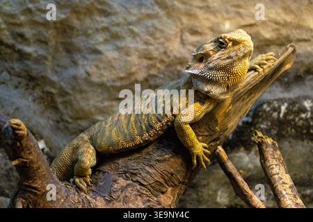 A bearded dragon basks on a wooden branch inside a rocky enclosure. The textured skin and vibrant earthy tones of the lizard are highlighted in this c Stock Photo