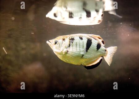 Side profile of an archerfish gliding through the water, showcasing its distinctive black markings and streamlined body. The soft background and subtl Stock Photo