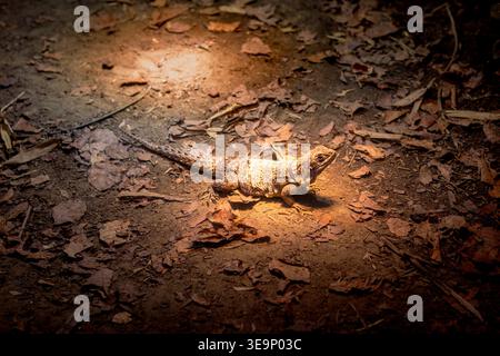 A lizard is laying on the ground in the sun. The lizard is brown and tan in color Stock Photo