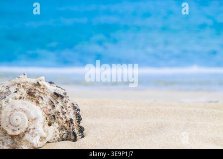 Sea ocean waves and spotted spiral spiky seashell on front in the corner with place for text and lovely relaxing wallpaper Stock Photo