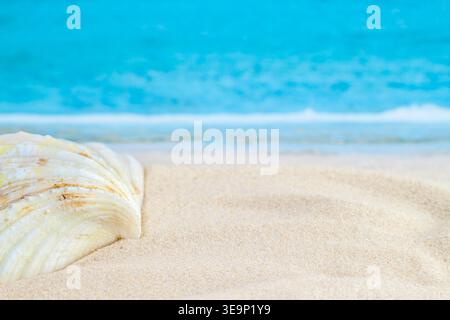 Wavy forms light with stripes shell lying in beach half view and sea or ocean on the background for macro horizontal peaceful wallpaper Stock Photo