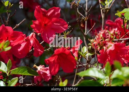 Bright Horizontal view of sunlit red-pink Azalea (Rhododendron) flowers blooming on a shrub in a spring garden Stock Photo