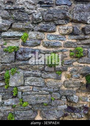 A wall covered in moss and plants. The wall is made of stone and has a rough texture. The plants are growing on the wall, giving it a natural and orga Stock Photo