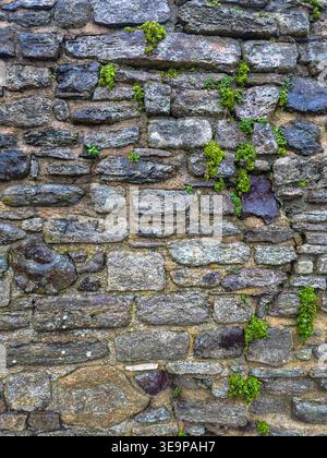 A wall made of stone with moss growing on it. The moss is green and the wall is gray Stock Photo