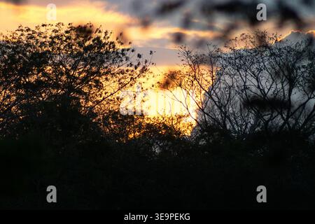 A tranquil scene of the setting sun glowing warmly through the silhouettes of trees. The soft light and golden hues create a peaceful, Betulia, Sucre, Stock Photo