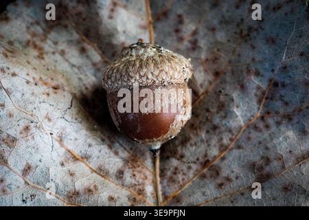 A close-up photograph of a brown acorn resting on a fallen leaf Stock Photo