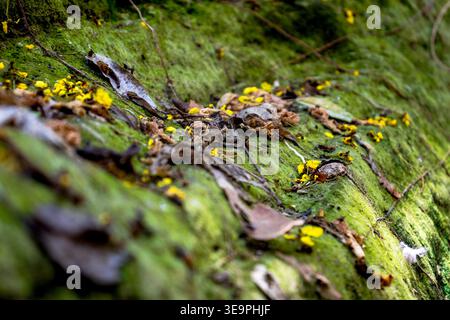 A close up of a mossy log with yellow leaves scattered on it. Concept of decay and the passage of time, as the leaves have fallen off the log and are Stock Photo