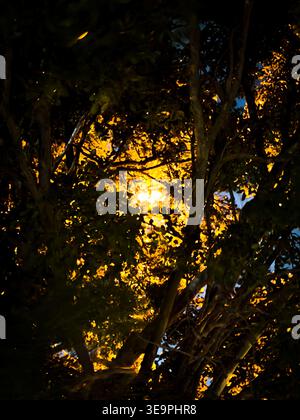Night scene featuring bright golden light filtering through dense tree branches and foliage. Abstract nature background with high contrast and organic Stock Photo