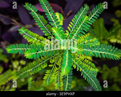 Top down view of green plant leaves arranged in a perfect symmetrical pattern. Botanical texture and natural geometry on a dark background. Stock Photo